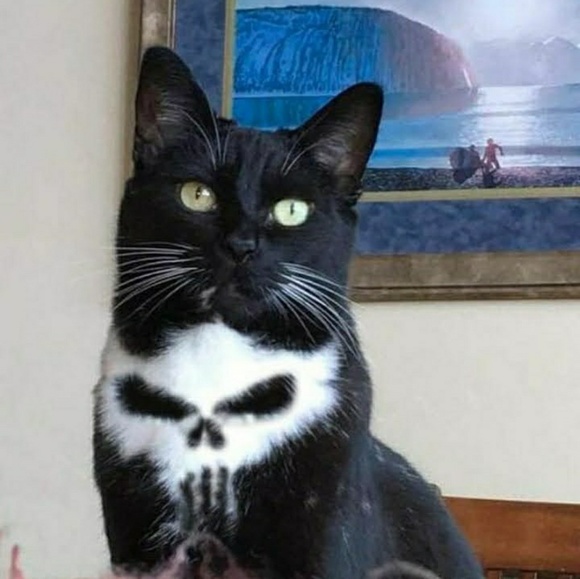 Meet your Posher, Omega - Picture 1 of 1